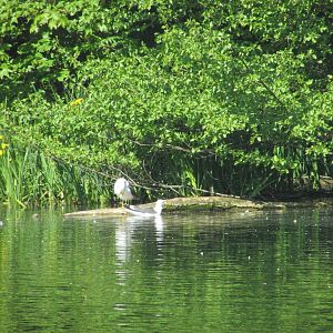Wild lesser black-backed gulls
