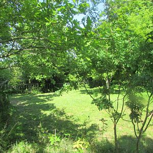 Dublin Zoo - Nile hippopotamus exhibit