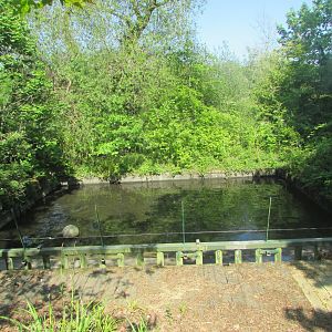 Dublin Zoo - Nile hippopotamus pool