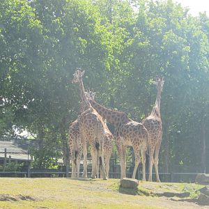 Dublin Zoo - Giraffe herd