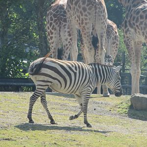 Dublin Zoo - Grant's zebra
