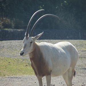 Dublin Zoo - Scimitar-horned oryx