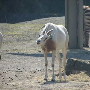 Dublin Zoo - Another scimitar-horned oryx