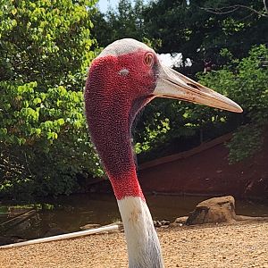 Brights Zoo - Sarus Crane