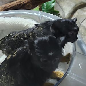 Brights Zoo - Golden-handed Tamarin