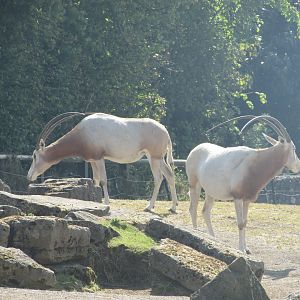 Dublin Zoo - More scimitar-horned oryx