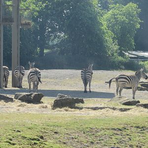 Dublin Zoo - Grant's zebra herd