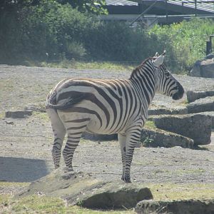 Dublin Zoo - Grant's zebra close up