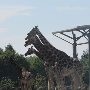 Dublin Zoo - Giraffe hydra