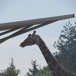 Dublin Zoo - Generic giraffe close up