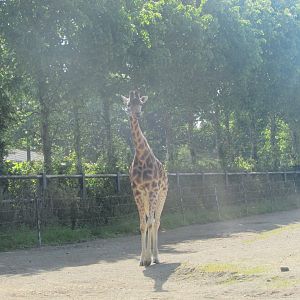 Dublin Zoo - Rothschild's giraffe