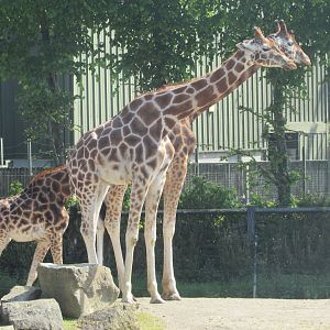 Dublin Zoo - Generic giraffe