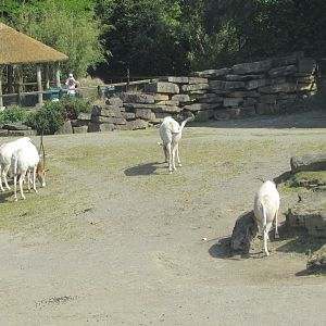 Dublin Zoo - Scimitar-horned oryx herd