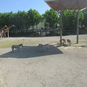 Dublin Zoo - Giraffes and zebras