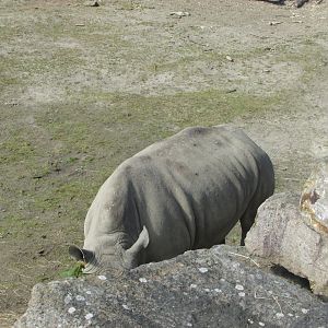 Dublin Zoo - Southern white rhinoceros
