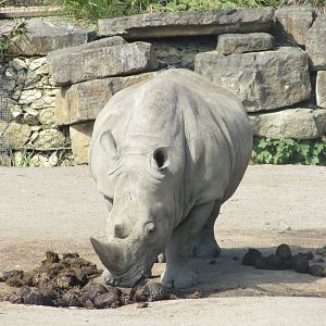 Dublin Zoo - Another Southern white rhinoceros