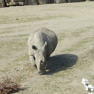 Dublin Zoo - Another Southern white rhinoceros