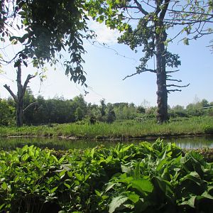 Dublin Zoo - Gorilla exhibit