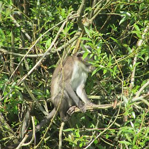Dublin Zoo - Baby white-naped mangabey