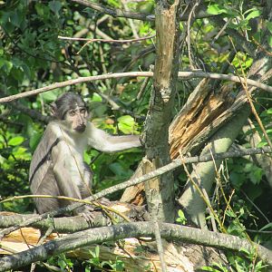 Dublin Zoo - Another baby white-naped mangabey