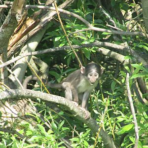 Dublin Zoo - Another baby white-naped mangabey