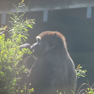 Dublin Zoo - Female gorilla