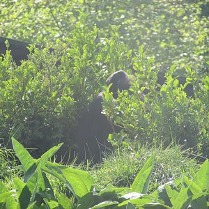 Dublin Zoo - Another female gorilla