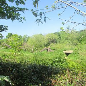 Dublin Zoo - Western chimpanzee enclosure