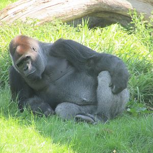 Dublin Zoo - Silverback gorilla