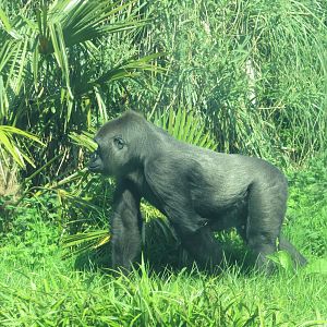 Dublin Zoo - Female gorilla
