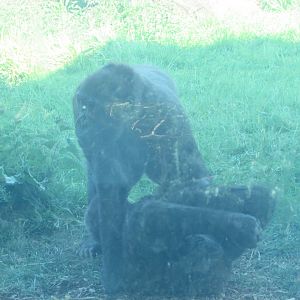 Dublin Zoo - Playing gorillas