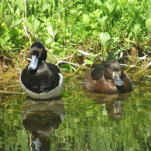 Wild tufted ducks