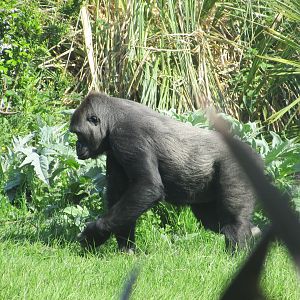 Dublin Zoo - Another female gorilla