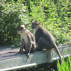 Dublin Zoo - White-naped mangabeys