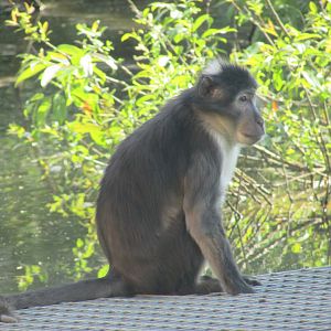 Dublin Zoo - White-naped mangabey