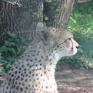 Dublin Zoo - Northeastern African cheetah