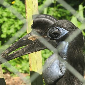 Dublin Zoo - Abyssinian ground hornbill