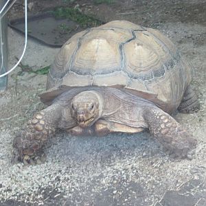 Dublin Zoo - African spurred tortoise