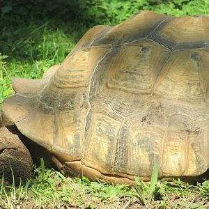 Dublin Zoo - Another African spurred tortoise