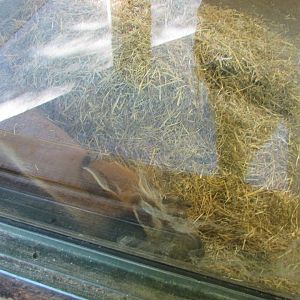 Dublin Zoo - Sleeping red river hog