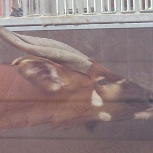 Dublin Zoo - Eastern bongo close up