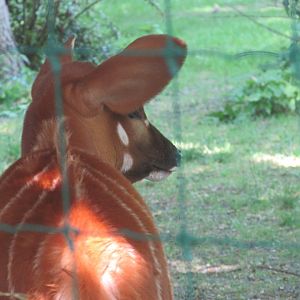 Dublin Zoo - Bongo calf