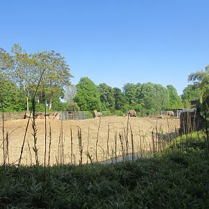 Dublin Zoo - Asian elephant exhibit