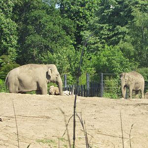 Dublin Zoo - Asian elephants