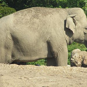 Dublin Zoo - Asian elephant