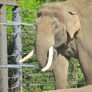 Dublin Zoo - Aung Bo