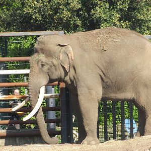 Dublin Zoo - Aung Bo