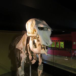 Dublin Zoo - Asian elephant skeleton