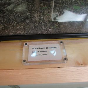 Dublin Zoo - Stick insect signage