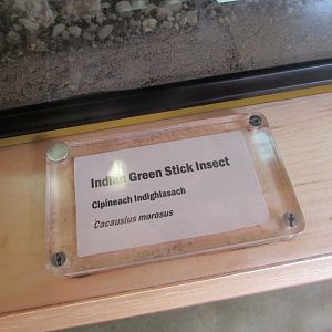 Dublin Zoo - Stick insect signage